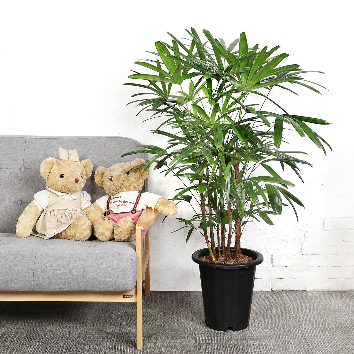[Seoul/Gyeonggi-do] Lady Palm Grower Pot 120cm