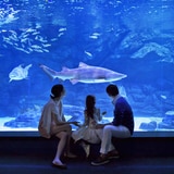 아쿠아플라넷 이용권 (일산점)