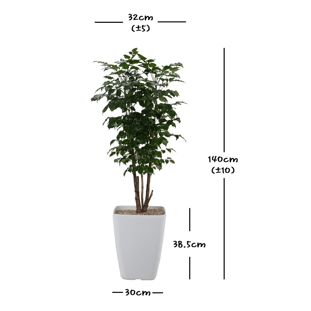녹보수 140cm