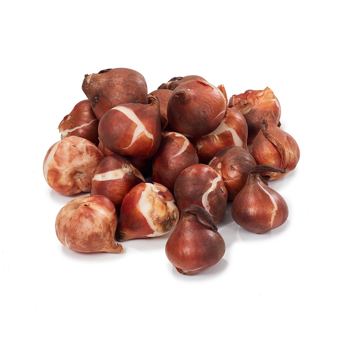 튤립 구근 / 최소구매 2 - 애프리콧 임프레션