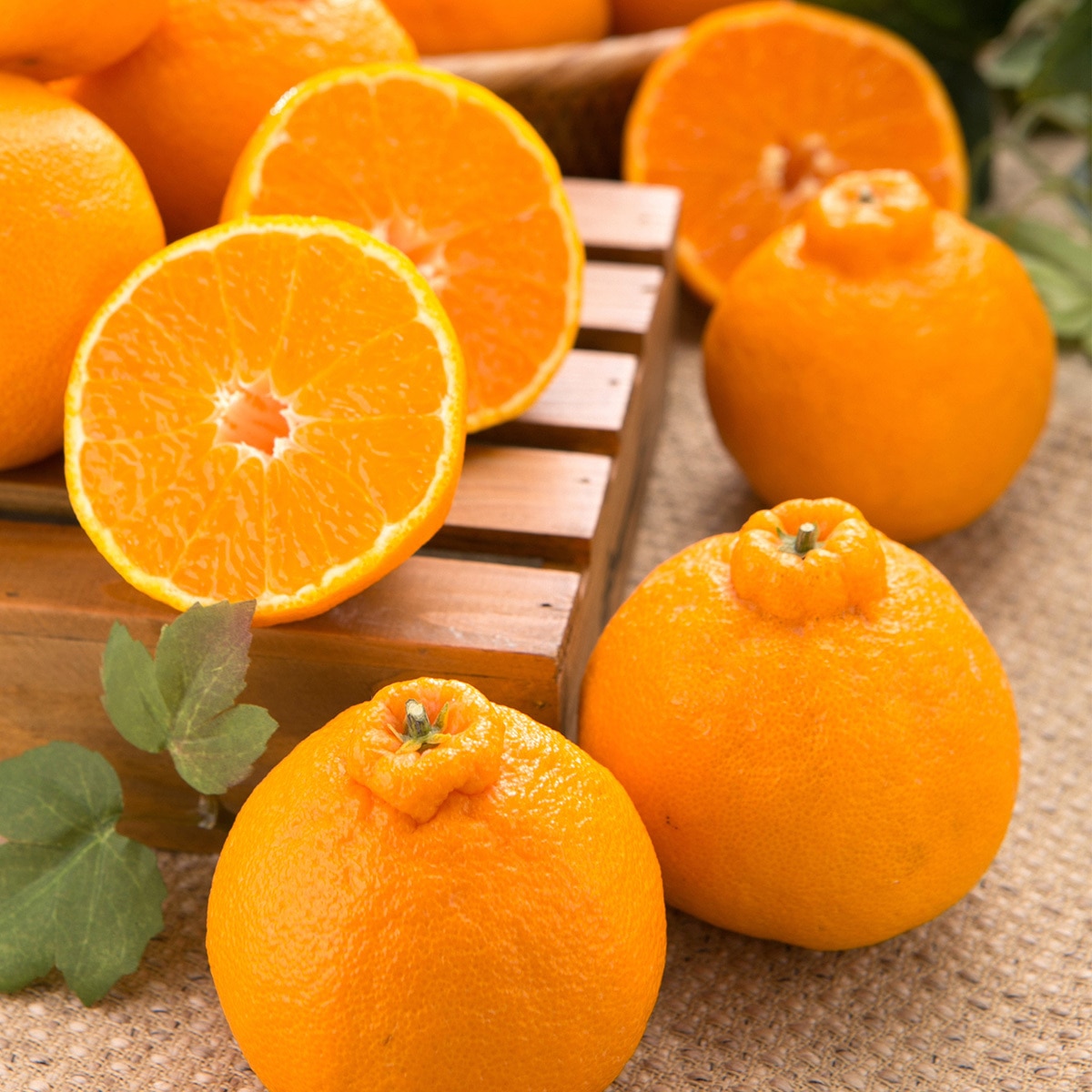 제주 한라봉선물세트 5kg(9~16입)