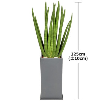 [서울/경기배송] 스투키 대형