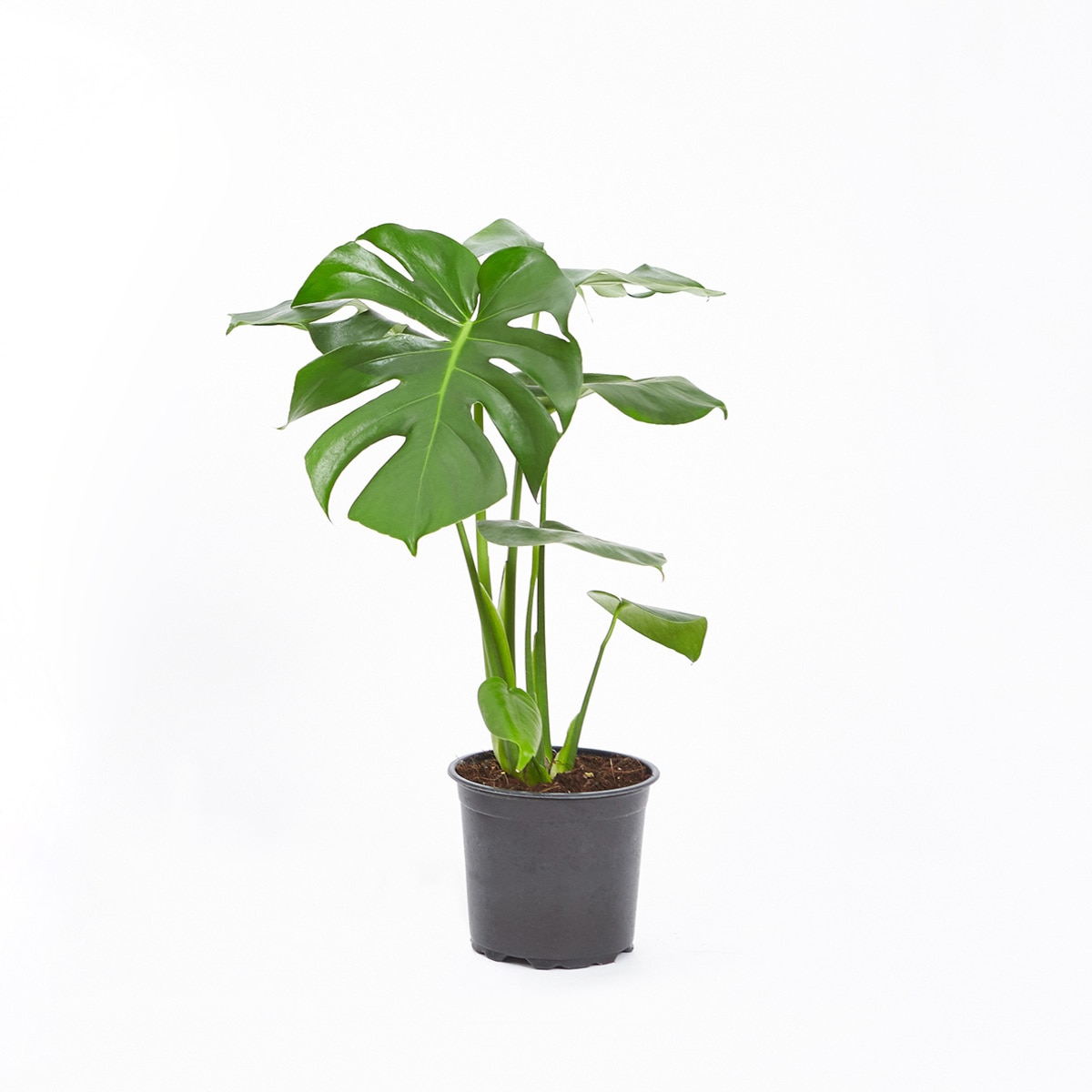 몬스테라 2팩 재배분 40cm