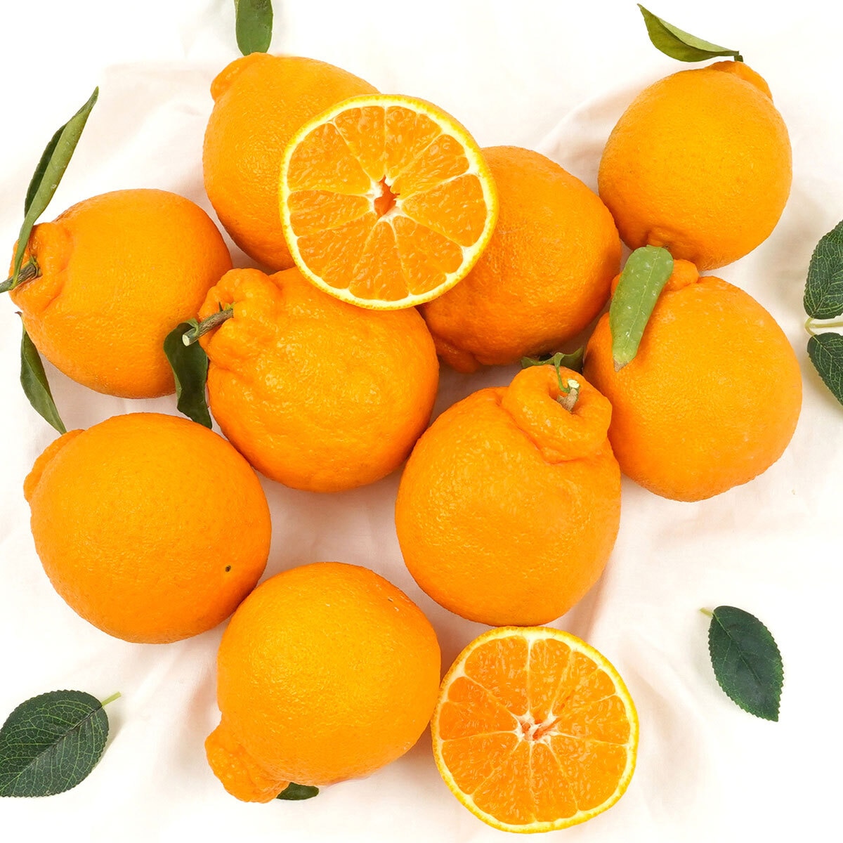 제주 한라봉 5kg 제주 한라봉 5kg