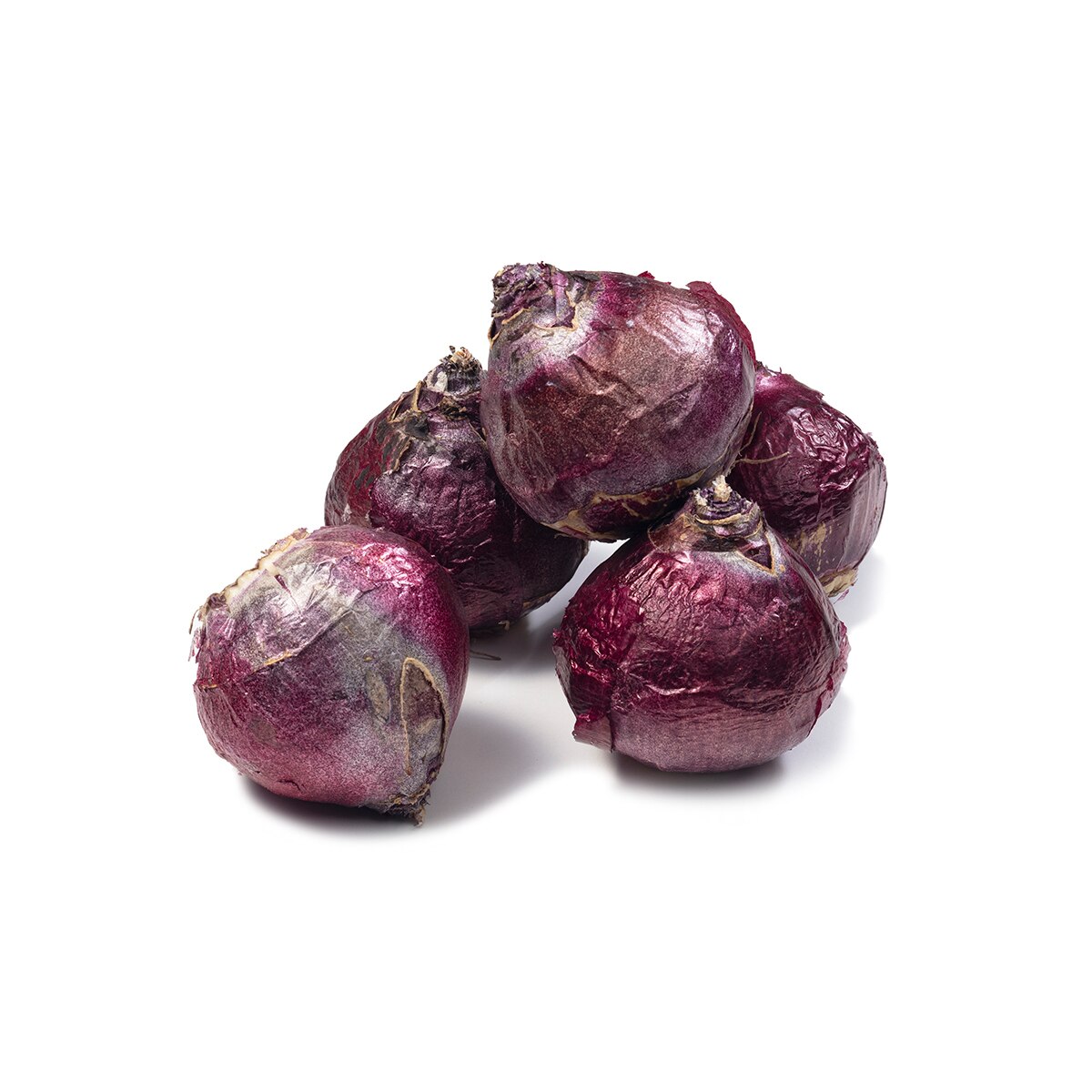 히아신스 구근 / 최소구매 2 - 블루스타 히아신스 구근 / 최소구매 2 - 블루스타