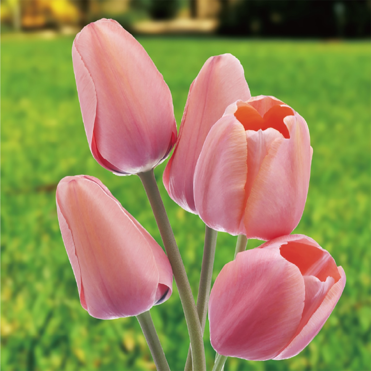 튤립 구근 / 최소구매 2 - 애프리콧 임프레션