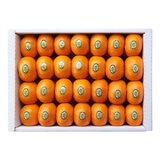 제주 불로초 감귤세트 5kg