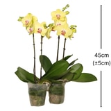 호접란 2팩 재배분 45cm - 연노랑