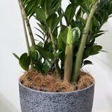 금전수 금전수