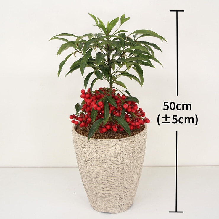 Coral Berry 648738