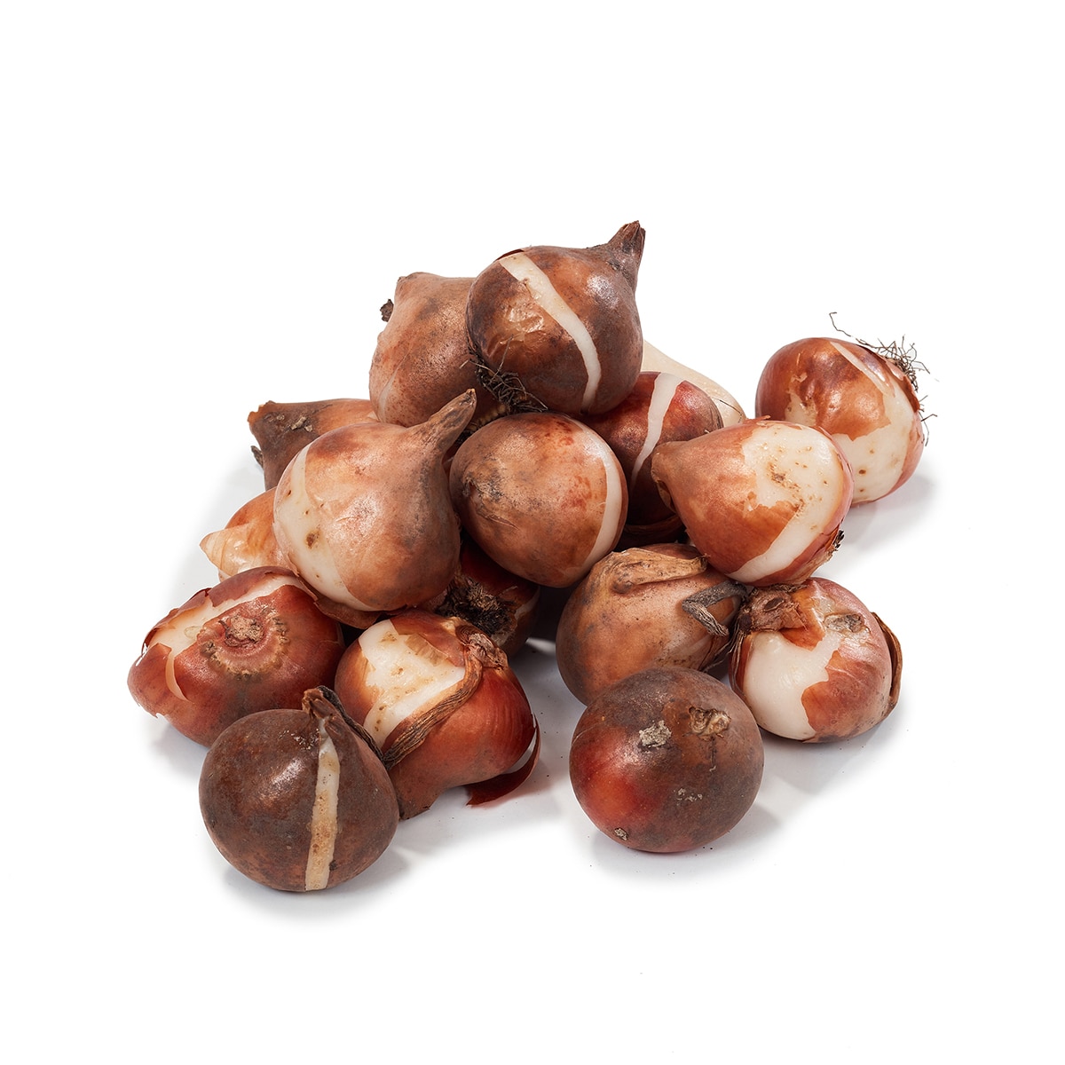 튤립 구근 / 최소구매 2 - 아펠던 튤립 구근 / 최소구매 2 - 아펠던