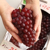 델라웨어 포도 1kg 델라웨어 포도 1kg
