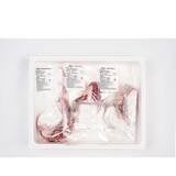미국산 냉장 토마호크 700g + 엘본 700g + 티본 700g 미국산 냉장 토마호크 700g + 엘본 700g + 티본 700g