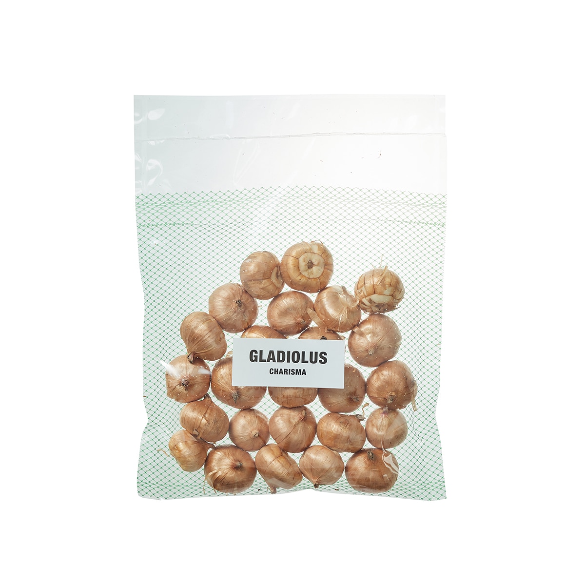 글라디올러스 구근 / 최소구매 2 - 카리스마