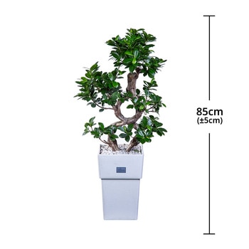 가지마루 팬더 화분 85cm