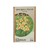 글라디올러스 구근 / 최소구매 2