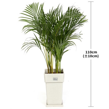 아레카야자 110cm 아레카야자 110cm