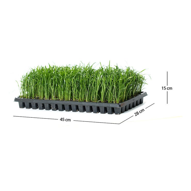 맥문동 210팩 15cm 맥문동 210팩 15cm