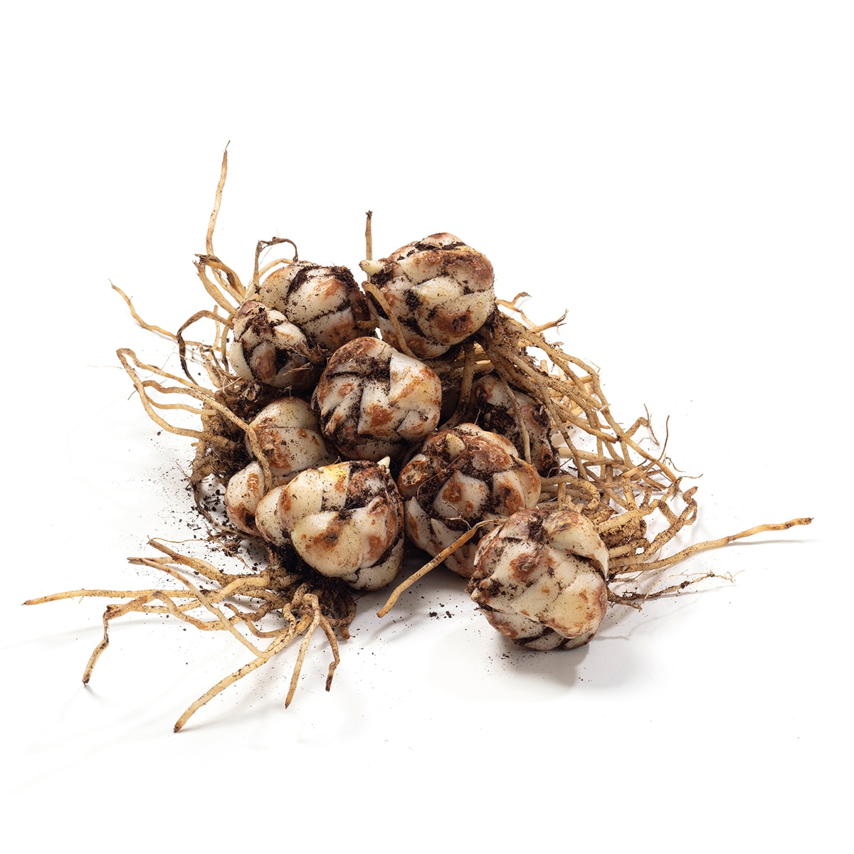 릴리 아시아틱 구근 / 최소구매 2 - 파비아