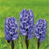 히아신스 구근 / 최소구매 2 - 블루스타 히아신스 구근 / 최소구매 2 - 블루스타