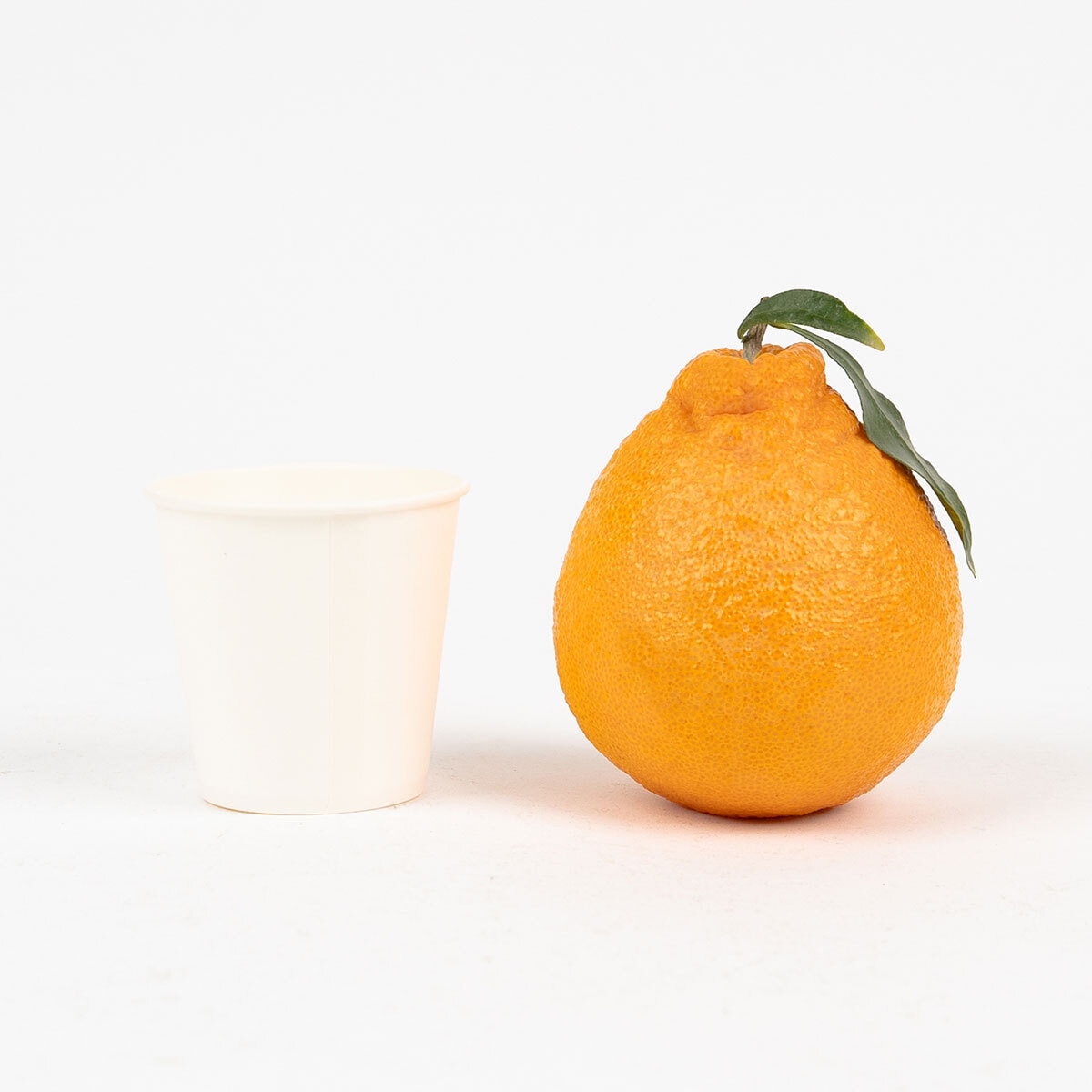 제주 한라봉 5kg 제주 한라봉 5kg