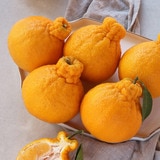 천혜향&한라봉세트5kg