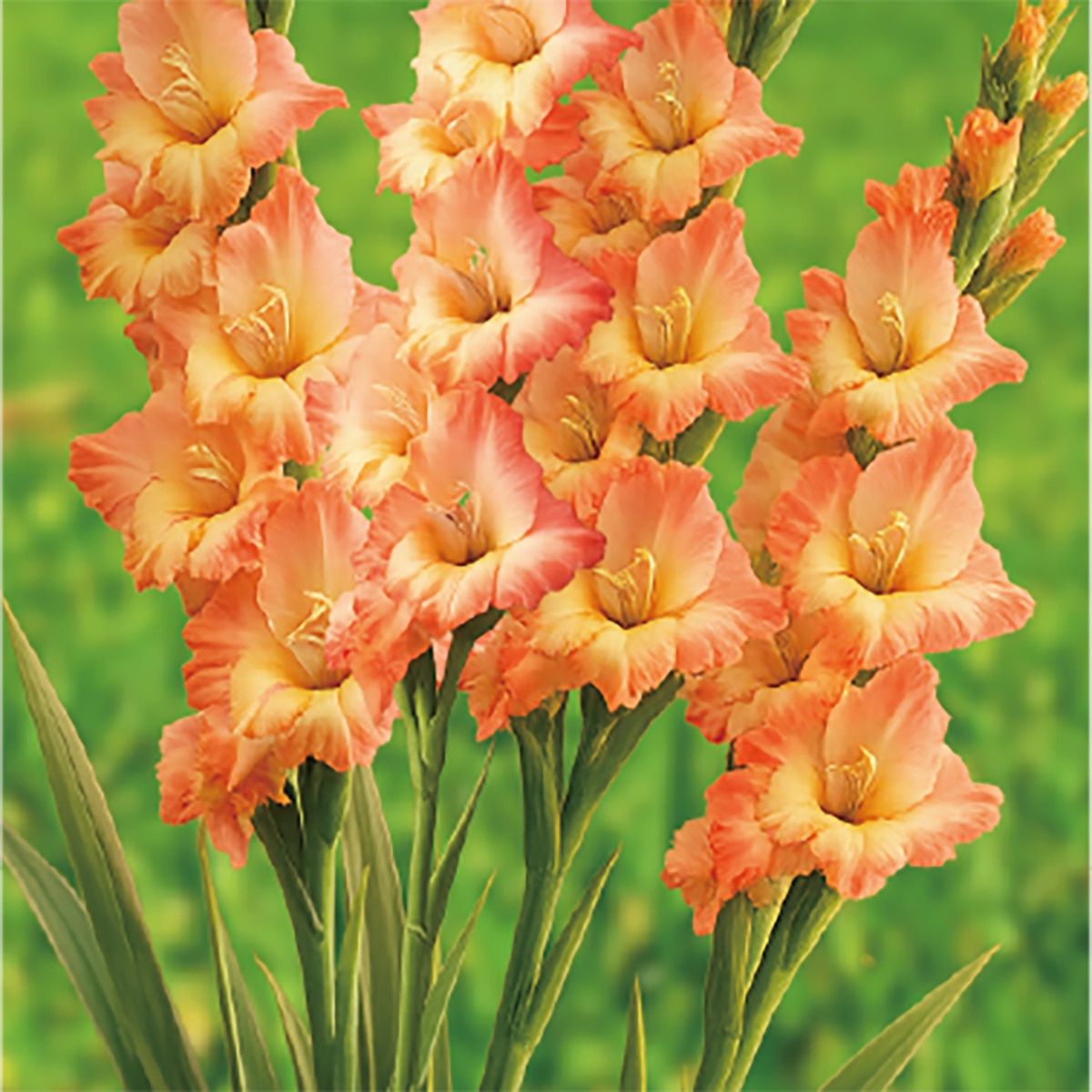 글라디올러스 구근 / 최소구매 2 - 에스타보니타