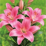 릴리 아시아틱 구근 / 최소구매 2 - 인디안써머셋 릴리 아시아틱 구근 / 최소구매 2 - 인디안써머셋