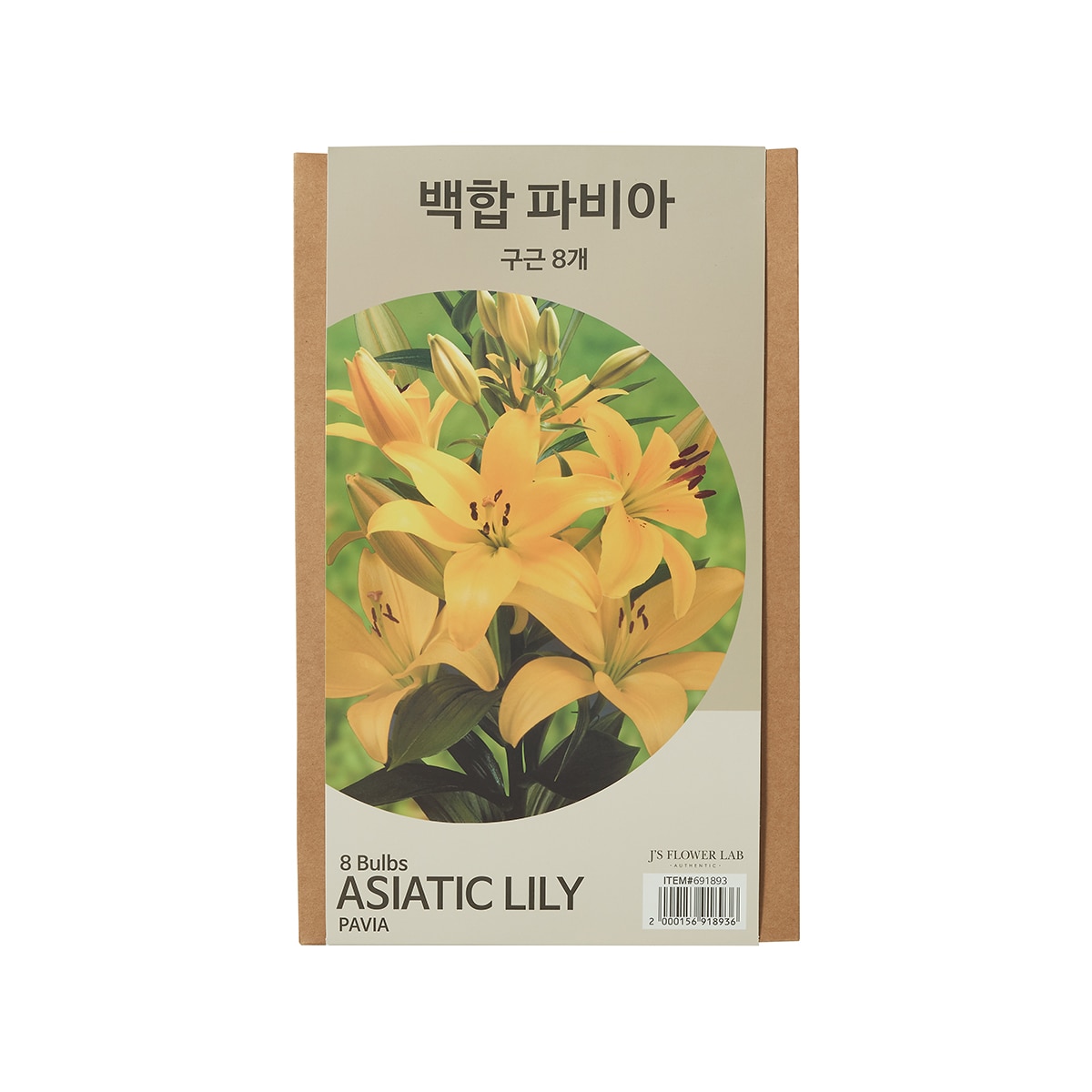 릴리 아시아틱 구근 / 최소구매 2 릴리 아시아틱 구근 / 최소구매 2