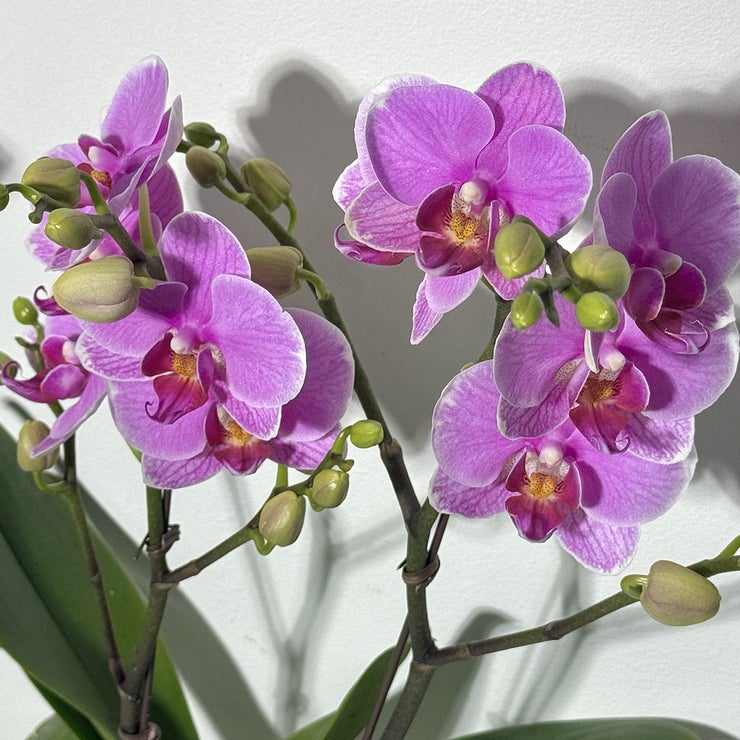 호접란 2팩 재배분 45cm - 핑크