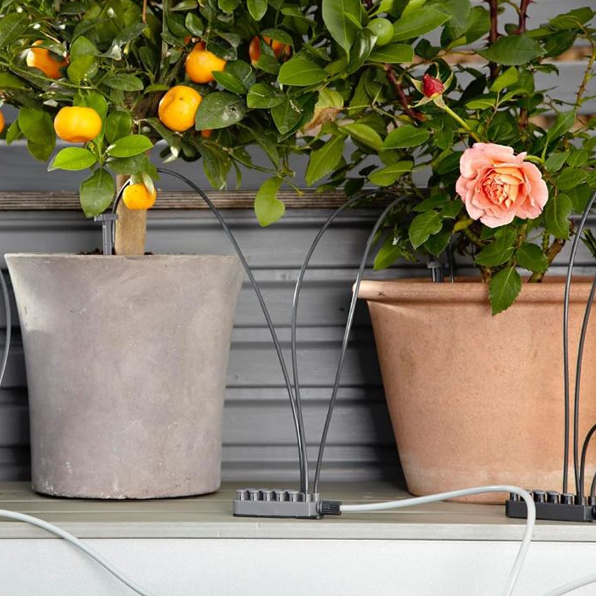 가데나 홀리데이 워터링 세트