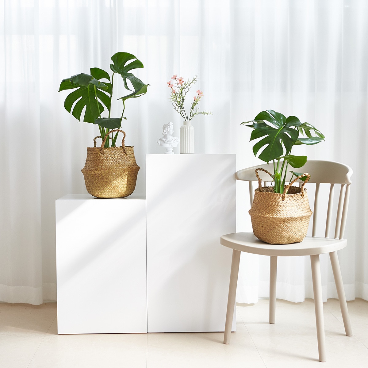 몬스테라 2팩 재배분 40cm