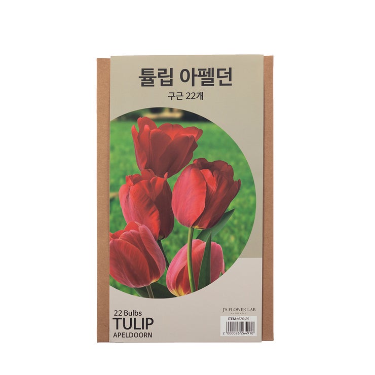 튤립 구근 / 최소구매 2 튤립 구근 / 최소구매 2
