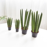스투키 4팩 재배분 20cm & 35cm