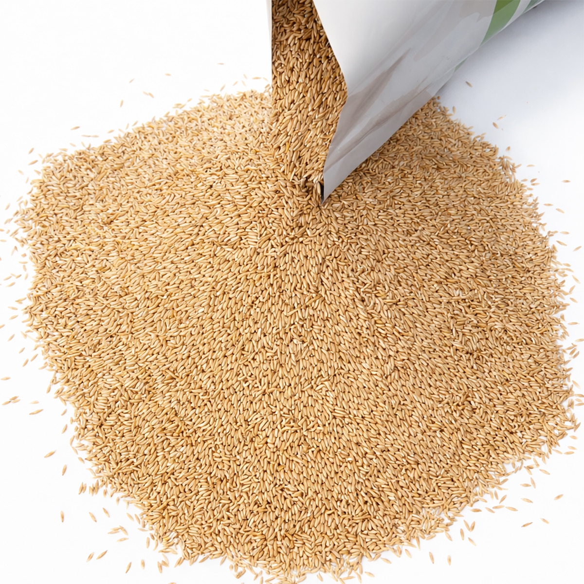 KG 톨훼스큐 잔디 씨앗 3kg