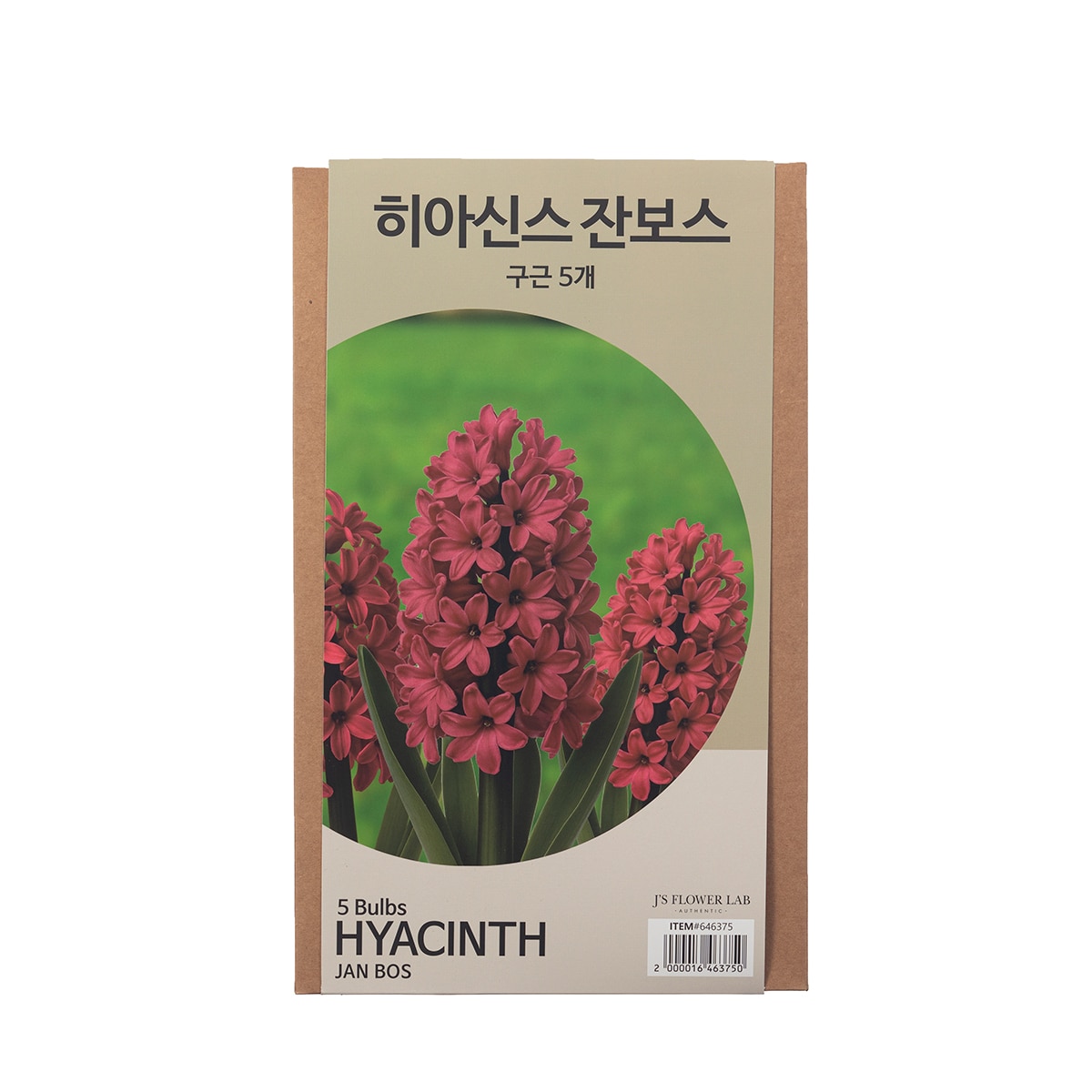 히아신스 구근 / 최소구매 2 - 잔보스 히아신스 구근 / 최소구매 2 - 잔보스