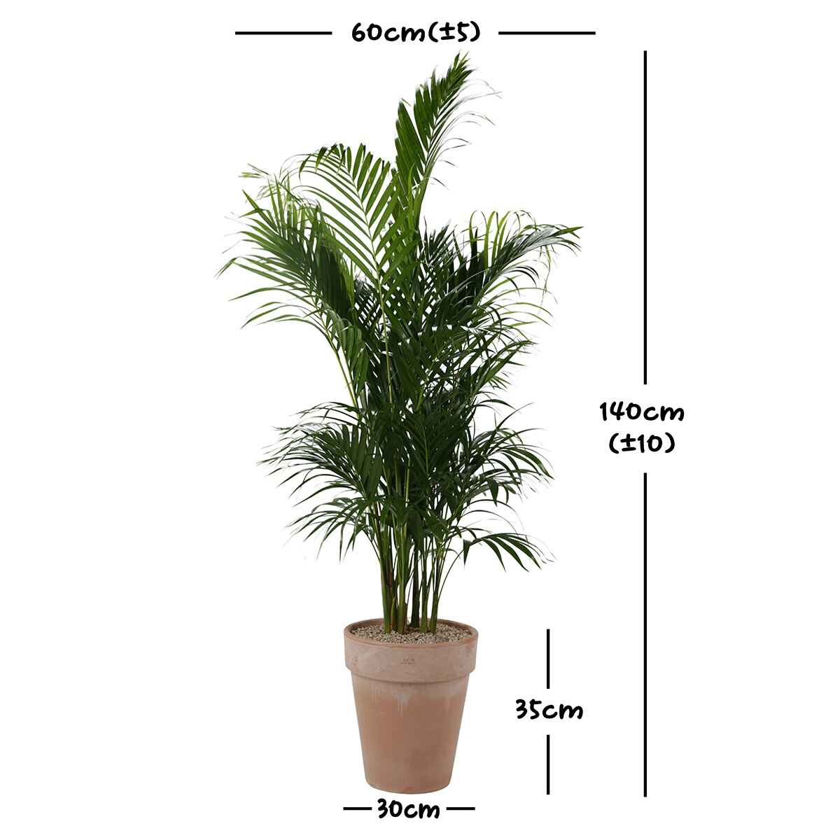 [서울/경기배송]아레카야자 140cm