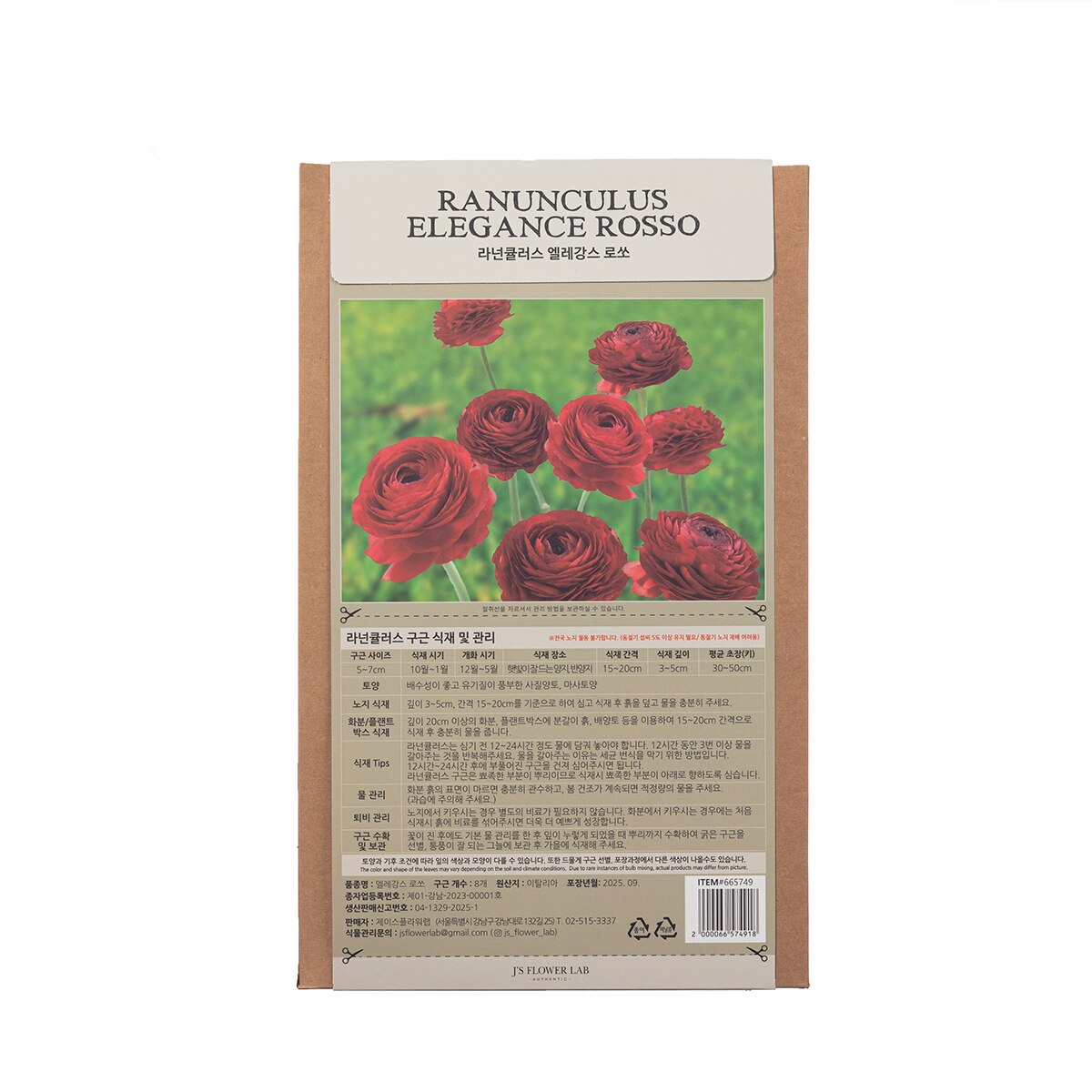라넌큘러스 구근 / 최소구매 2 - 엘레강스 로쏘 라넌큘러스 구근 / 최소구매 2 - 엘레강스 로쏘