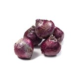 히아신스 구근 / 최소구매 2 - 블루스타 히아신스 구근 / 최소구매 2 - 블루스타