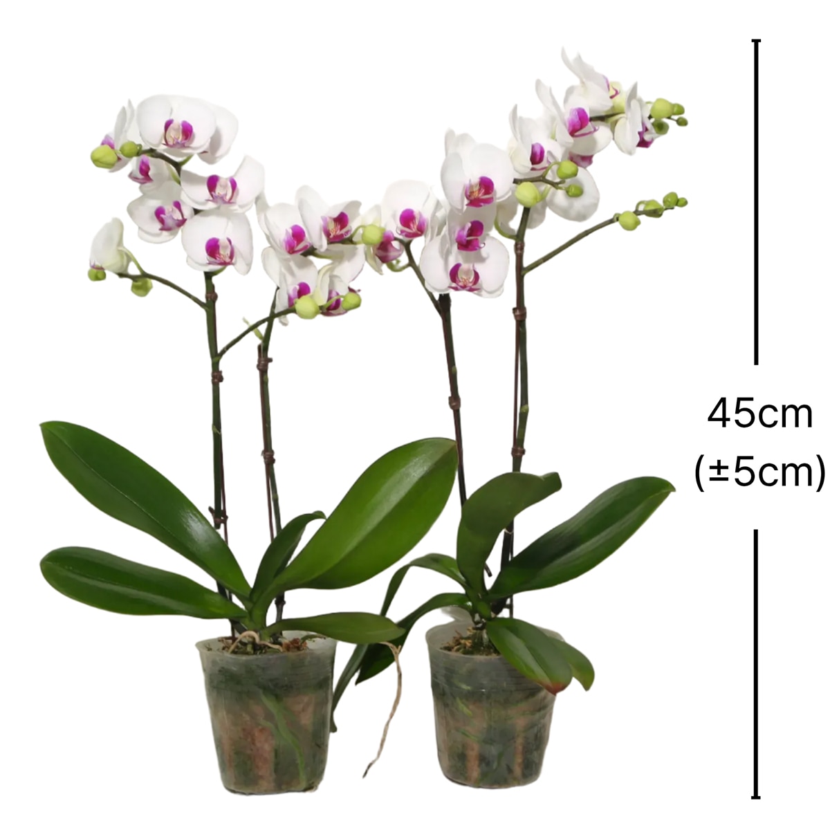 호접란 2팩 재배분 45cm - 흰색