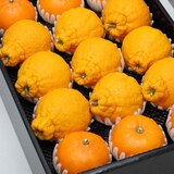 천혜향&한라봉세트5kg