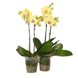 호접란 2팩 재배분 45cm 호접란 2팩 재배분 45cm