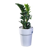 보석금전수 화분 55cm