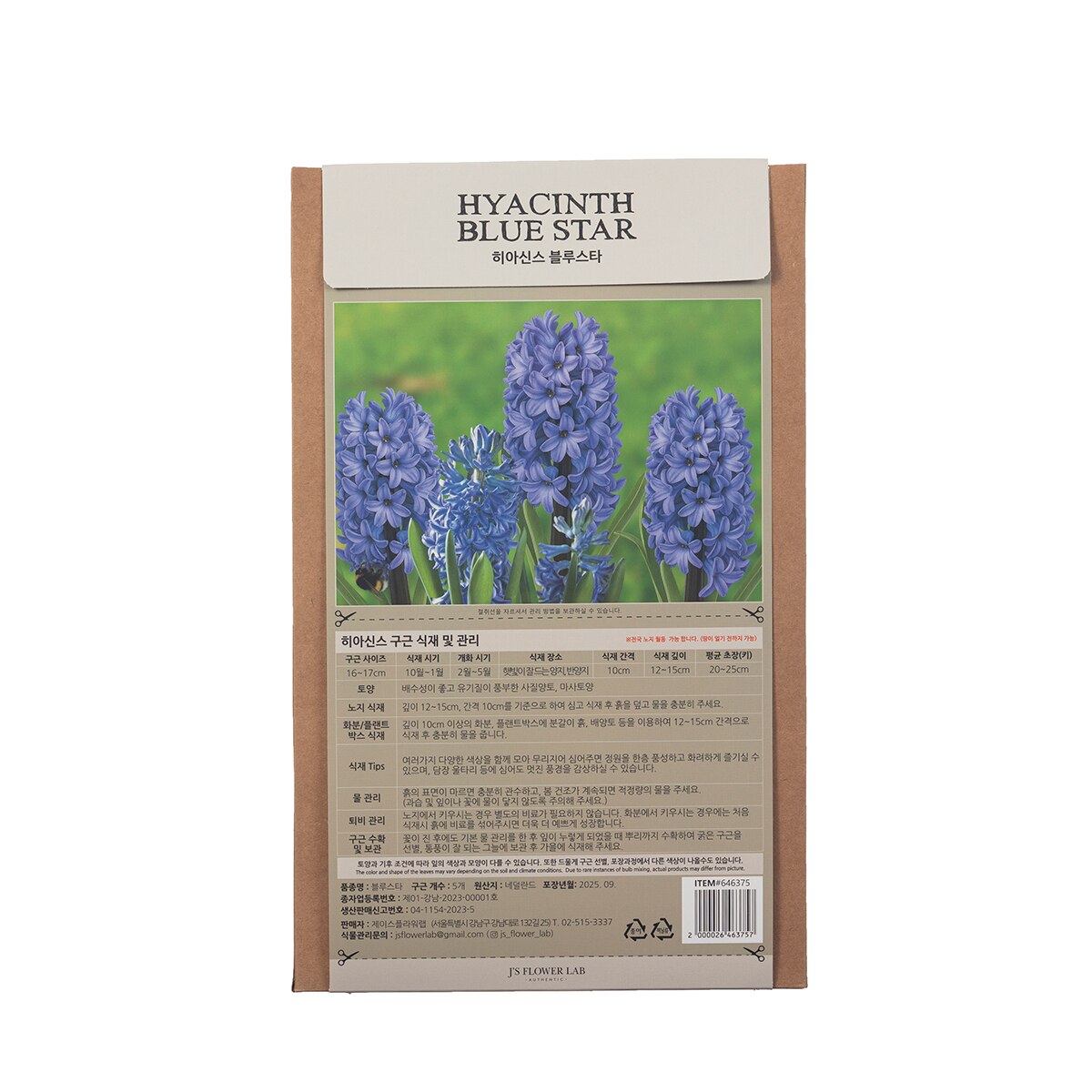 히아신스 구근 / 최소구매 2 - 블루스타 히아신스 구근 / 최소구매 2 - 블루스타