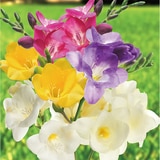 프리지아 구근 / 최소구매 2