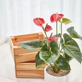 안시리움 우드스탠드 포함, 70cm