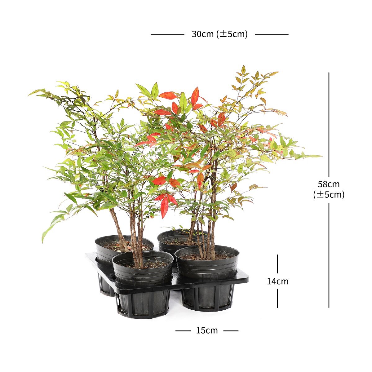 남천 4개입 재배분 58cm