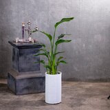 [서울/경기배송] 극락조 화분 130cm