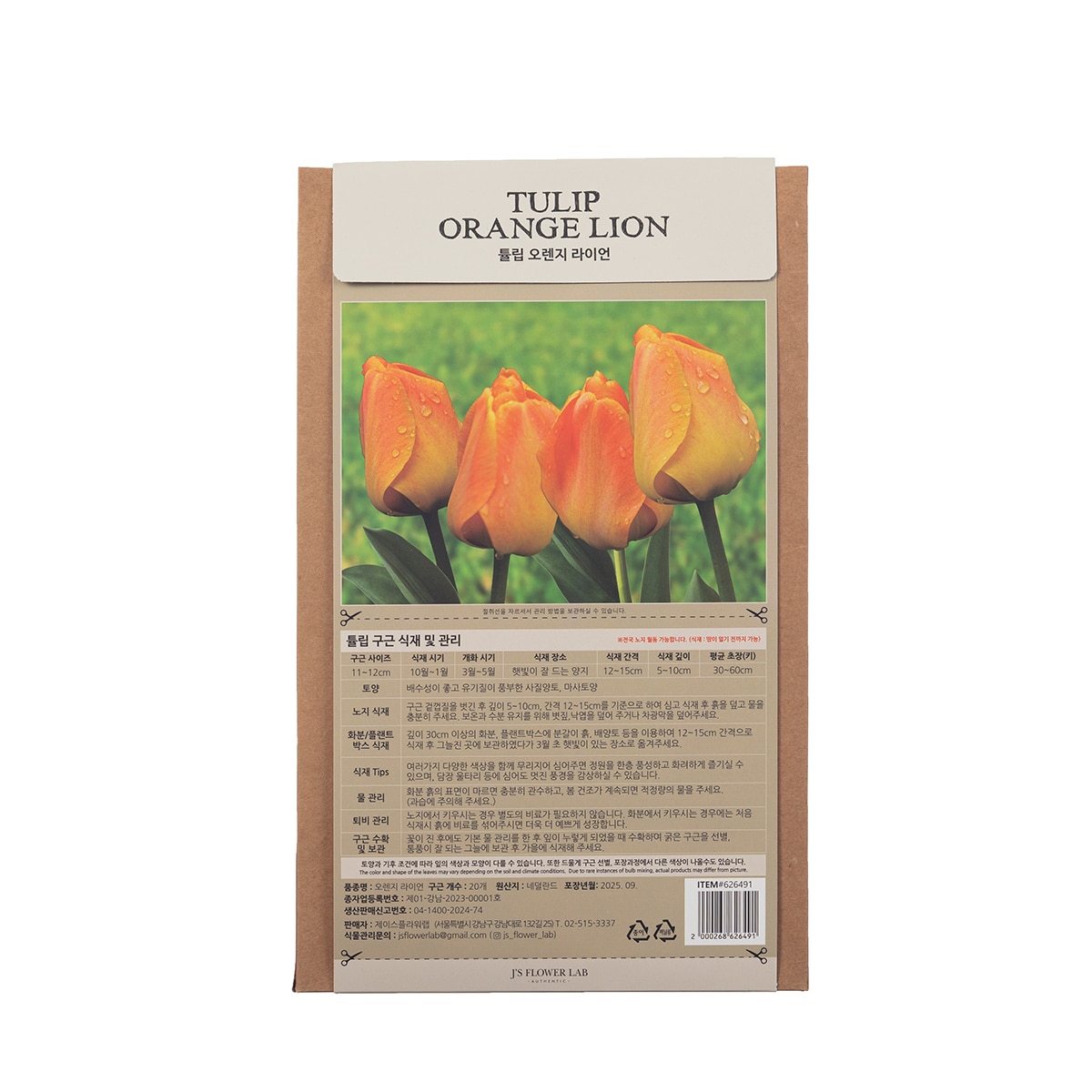 튤립 구근 / 최소구매 2 - 오렌지 라이언
