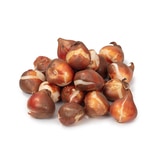 튤립 구근 / 최소구매 2 - 오렌지 라이언